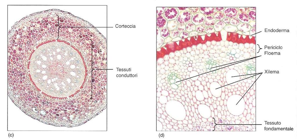 Iris (MONOCOTILEDONE) Actinostele I colori non