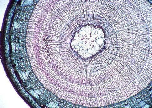 STRUTTURA SECONDARIA DEL FUSTO Legno eteroxilo Fusto di Tiglio COSTITUITO DA: -periderma (sughero +