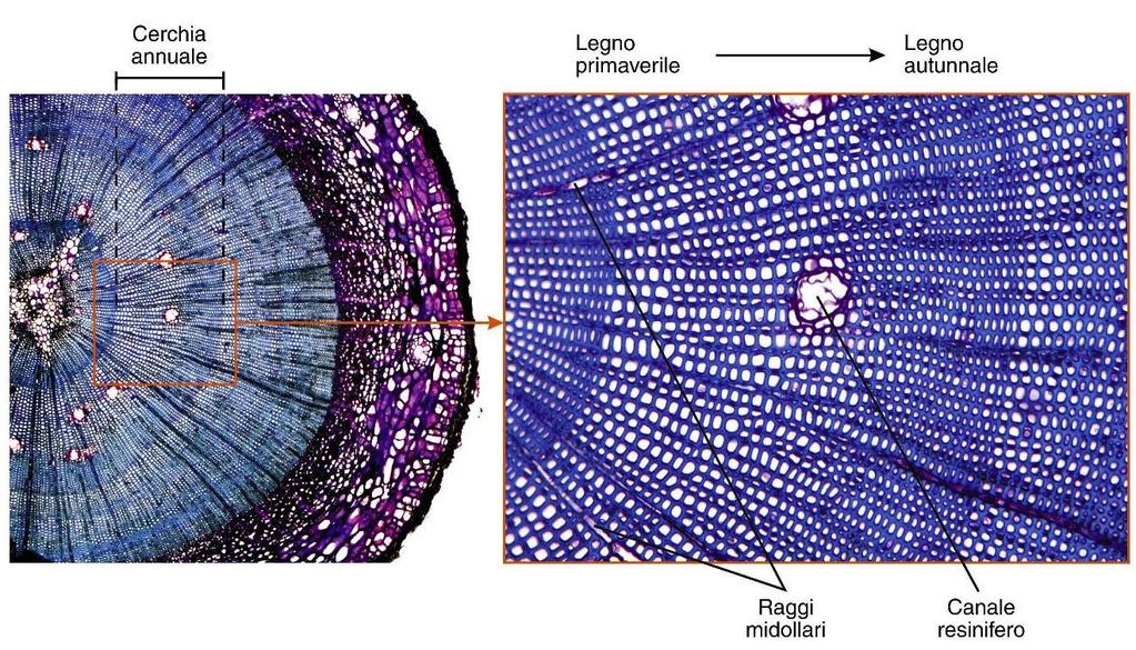 STRUTTURA SECONDARIA DEL FUSTO Legno omoxilo Fusto di Pinus sp.