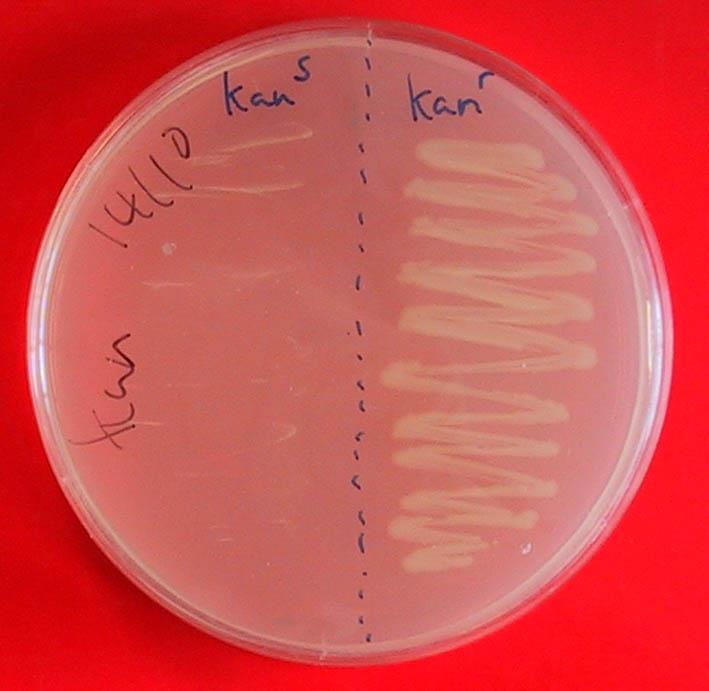 Resistenza agli antibiotici: (Selezione dei plasmidi) Solo i batteri che hanno integrato un
