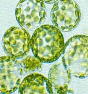 Elettroporazione Si può applicare a batteri e lieviti, cellule animali (es cellule staminali o cellule