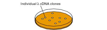 Costruzione di una libreria di cdna Cellule derivate da uno specifico tessuto o stadio dello sviluppo 1) Lisi delle cell.