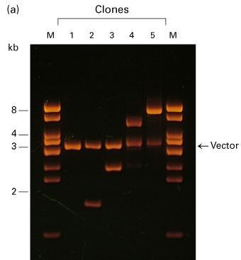 Analisi dei cloni ottenuti Crescita dei cloni, purificazione del DNA