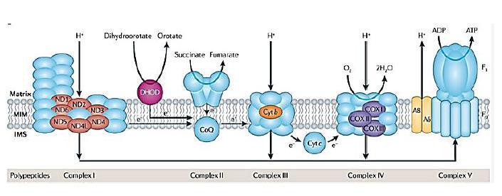INSUCCESSI DELLA CLONAZIONE 1) Attenzione al DNA citoplasmatico: la cellula contiene anche i mitocondri, che sono dotati di DNA proprio.