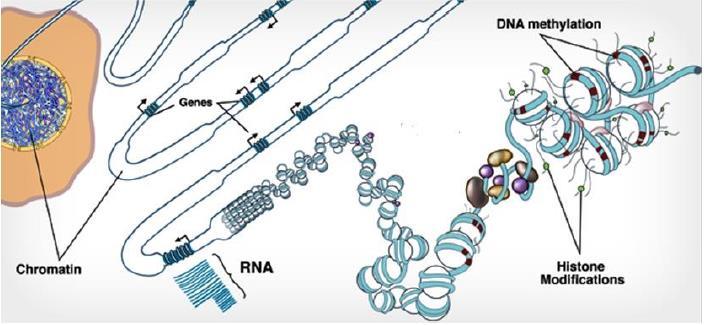 INSUCCESSI DELLA CLONAZIONE 2) Epigenetica: il DNA genomico è fortemente modificato durante la vita di una cellula (metilazione del DNA, metilazioni/acetilazioni etc degli istoni..). Alcune modificazioni disattivano o attivano determinati pacchetti genici e vengono ereditate durante la replicazione cellulare.