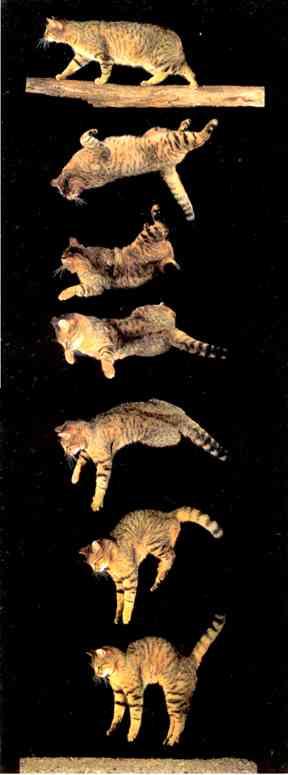 Esercizio tutor 18 Se un gatto cade da un balcone tende, in un primo momento tende a rannicchiarsi con le zampe piegate.