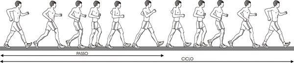 Le anche e il tronco Il bacino ed il movimento delle anche permettono al passo di sviluppare la giusta velocità e di mantenere fluida ed armonica l azione.