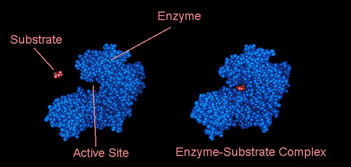 Struttura degli enzimi substrato enzima sito attivo complesso enzima/substrato