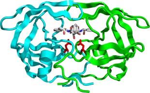 HIV proteasi Esempi di proteine con struttura