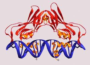 org/wikipedia/en/1/1d/hiv_prote ase_1eby.