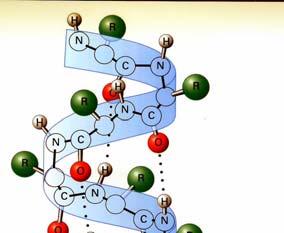 α elica [1] Motivo comune della struttura secondaria delle proteine.