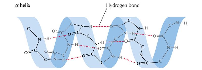 org/wiki/alpha_helix α elica [2] Un atomo di idrogeno (H) del gruppo amminico di un legame peptidico può venire stabilizzato dagli elettroni