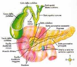 La secrezione pancreatica esocrina ha un significato funzionale importante: - fornisce gli enzimi necessari per la digestione della maggior parte delle sostanze alimentari - attraverso la