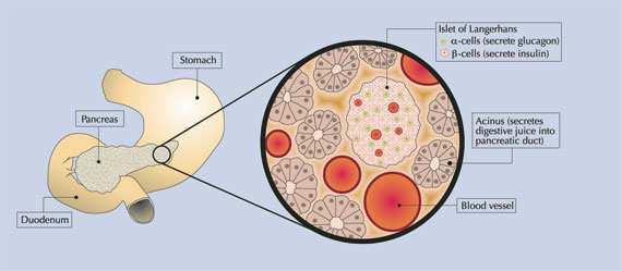 La ghiandola pancreatica è un