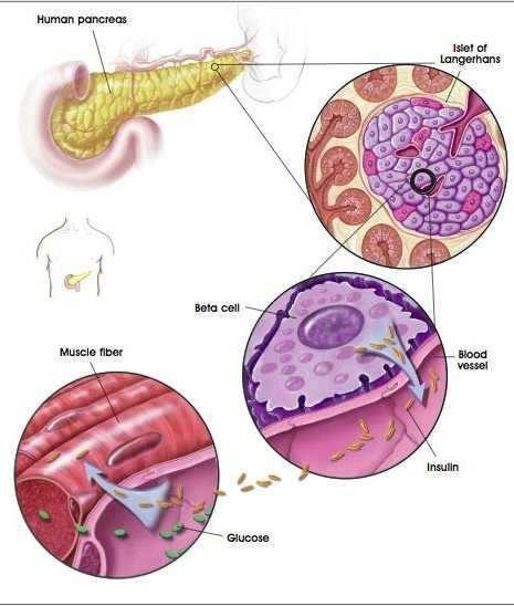 Le insule sono in diretto contatto con le cellule degli acini