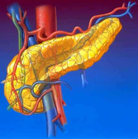 Le vene sono tributarie della vena porta I nervi derivano dal "plesso celiaco" I vasi linfatici sono tributari dei linfonodi "pancreatico-duodenali