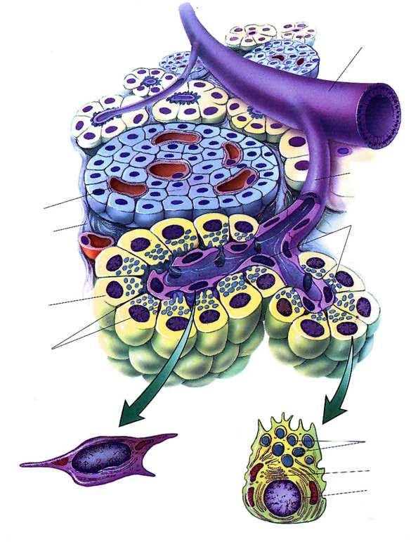 Capillare Isola di Langherans Cellula Acinare Canalicoli Intercellulari Cellula Centroacinare Acino Pancreatico Cellula Acinare Dotto Intralobulare Dotto Intercalare Cellule Centroacinari Zimogeno
