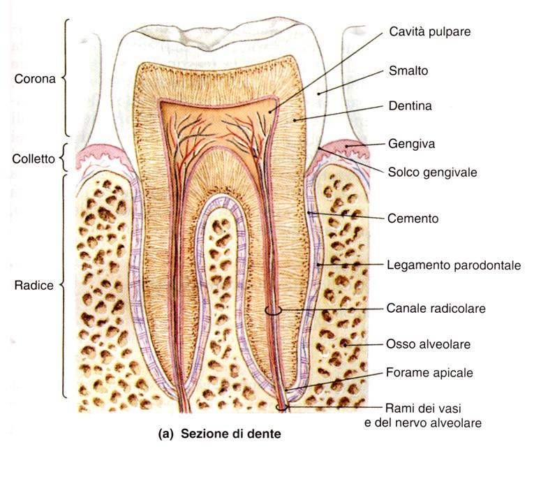 DENTI E ARCATE DENTARIE ODONTOBLASTI Prismi idrosspiapatite + 3-4% sost.