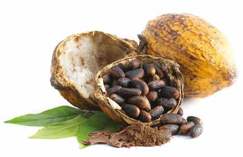 miscelate le varietà di cacao più rare e delicate come il Criollo e il Trinitario, provenienti da