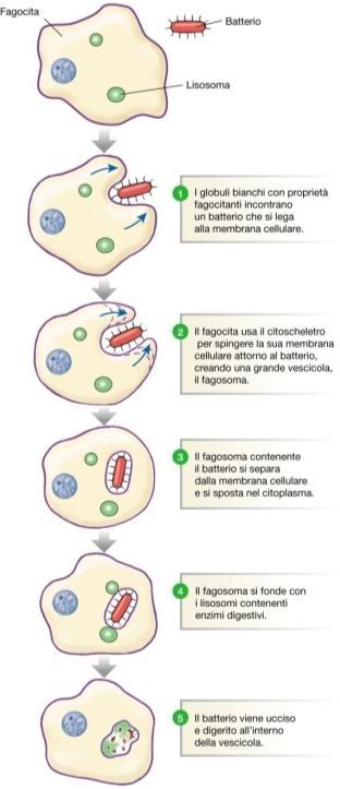 FAGOCITOSI Meccanismo