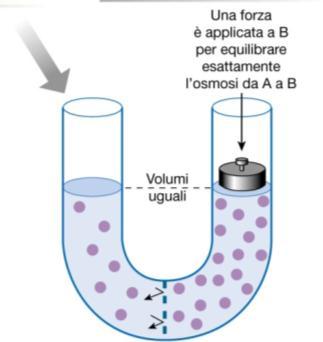 mm Na + K + Cl - HCO - 3 grandi anioni proteine Liquido intracellulare Liquido extracellulare 10 140 140 5 5 35 10 35 190 0 Le cellule viventi utilizzano energia per mantenere il