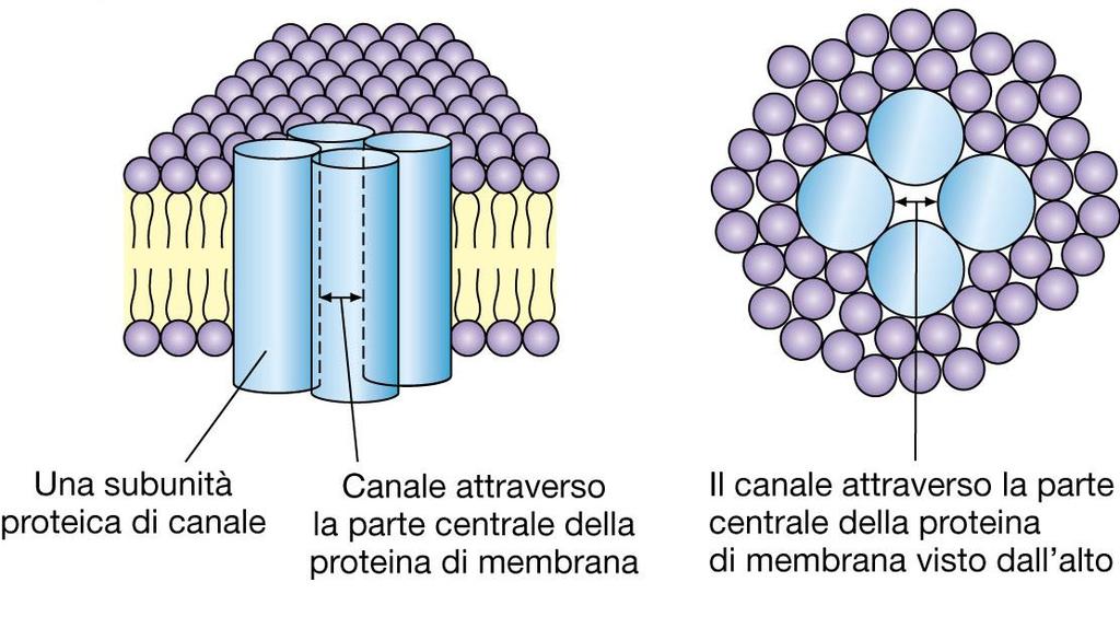 si mantiene l equilibrio osmotico La presenza di