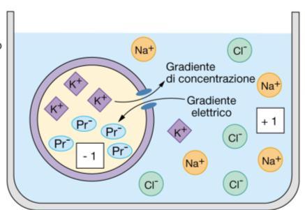 Permette di confrontare il contributo relativo del: gradiente