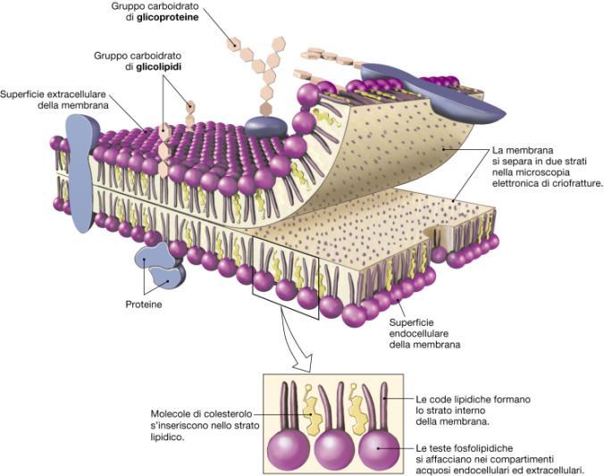 Membrane Biologiche Caratteristiche delle membrane biologiche 1. Le membrane sono strutture a foglio che formano setti di separazione tra compartimenti con composizione diversa tra loro. 2.
