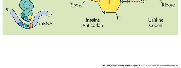 nucleotide; stesso