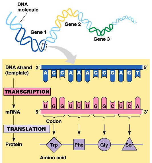 Codice genetico [4] Codice a triplette Non sovrapponibile Degenerato 4 nucleotidi > 20 amino acids Codice a doppiette > 4 2 > 16 combinazioni