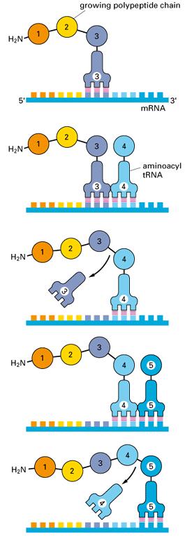 Decodificazione di una molecola di mrna Ogni amminoacido addizionato all estremità crescente della catena polipeptidica viene selezionato mediante appaiamento complementare di basi fra l anticodone