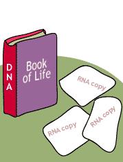 Trascrizione sintesi di RNA sulla base di