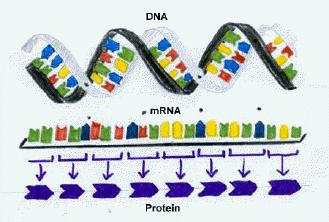 5' 5' Meccanismo della trascrizione: sintesi di RNA sulla base di uno stampo di DNA Enzima: RNA polimerasi Trascrizione: lo