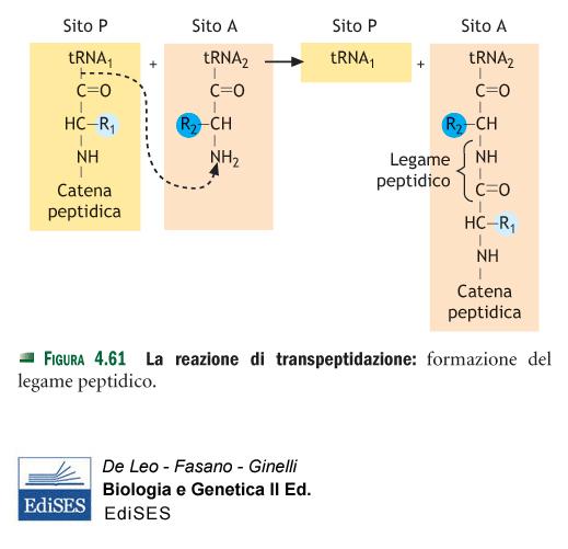 L attività catalitica