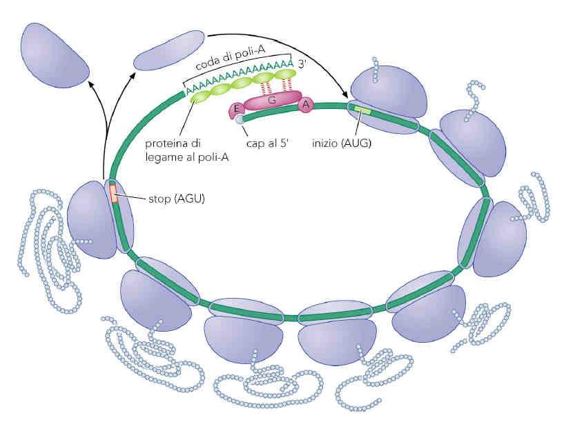 L interazione tra la polya-binding protein e i fattori di inizio mantiene l