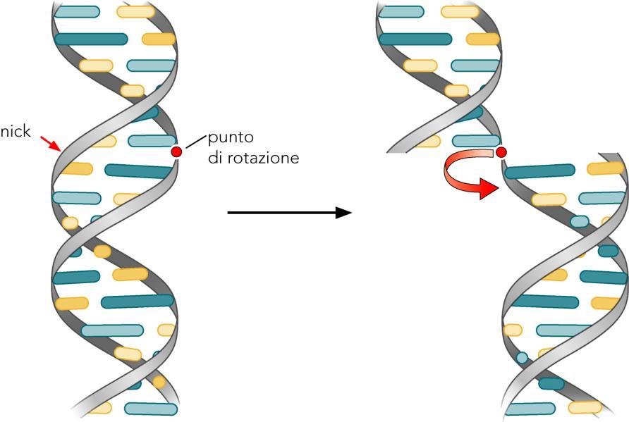 Passaggio da DNA superavvolto a DNA rilassato Per rottura di un legame fosfodiesterico, ad es.