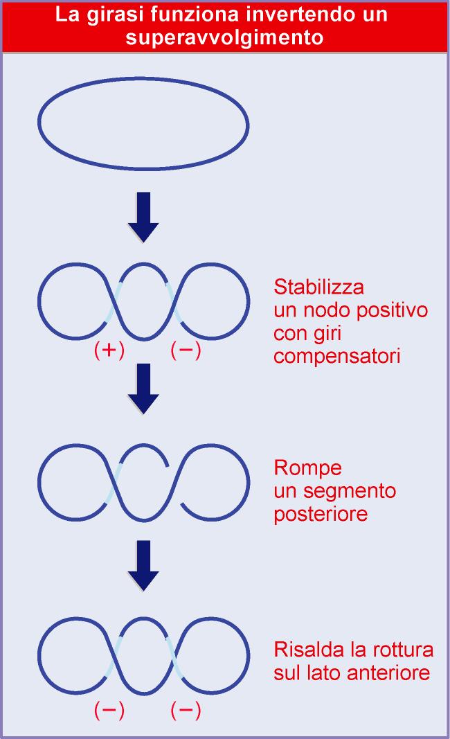 La DNA girasi di E.coli La girasi di E.