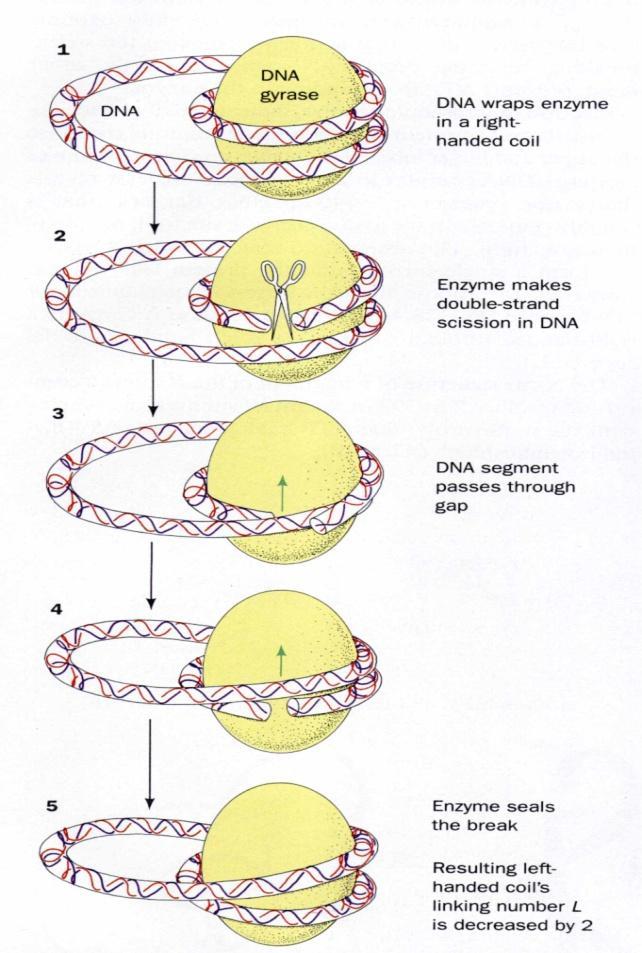 introduzione di superavvolgimenti in una molecola circolare chiusa rilassata Si lega al DNA e lo