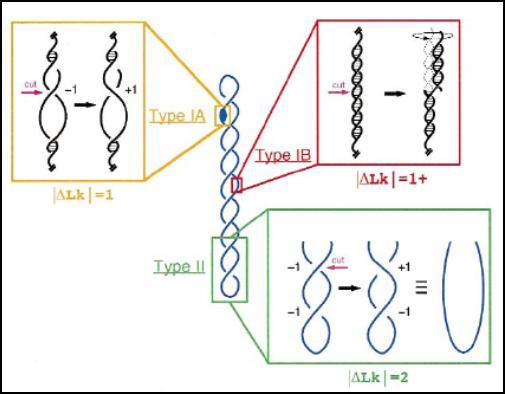 Le topoisomerasi che tagliano solo un filamento sono definite di tipo I, quelle che tagliano entrambi i filamenti, generando un taglio sfalsato a doppio filamento, sono catalogate come topoisomerasi