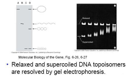 Separazione delle molecole rilassate e superavvolte Elettroforesi su gel di diversi topoisomeri di DNA Diversi topoisomeri possono essere formati (e