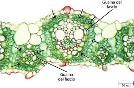 Molte poacee non presentano una distinzione tra parenchima a palizzata e spugnoso. Poacee C 4 Anatomia di Kranz: disposizione concentrica delle cellule del mesofillo e della guaina del fascio.