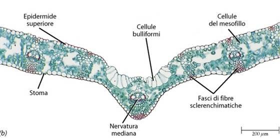 Nelle piante C 4 le nervature sono separate, al massimo, da 4 cellule del mesofillo, mentre nelle C 3 sono sempre più di 4.