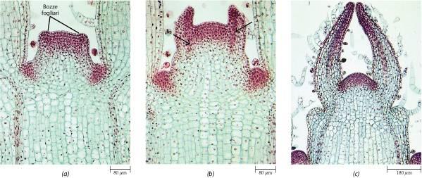 Fasi della formazione della foglia Cellule iniziali Bozze fogliari Primordi fogliari con cordoni