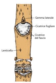 che vengono riutilizzati dalla pianta.