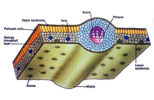 Vaso Xilema Floema