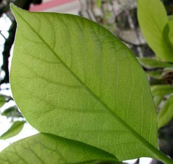 I fasci vascolari delle foglie prendono il nome di nervature.
