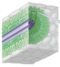 Le nervature maggiori sono circondate da poche cellule parenchimatiche. Le nervature minori, immerse nel mesofillo, sono circondate da strati di cellule fotosintetiche.
