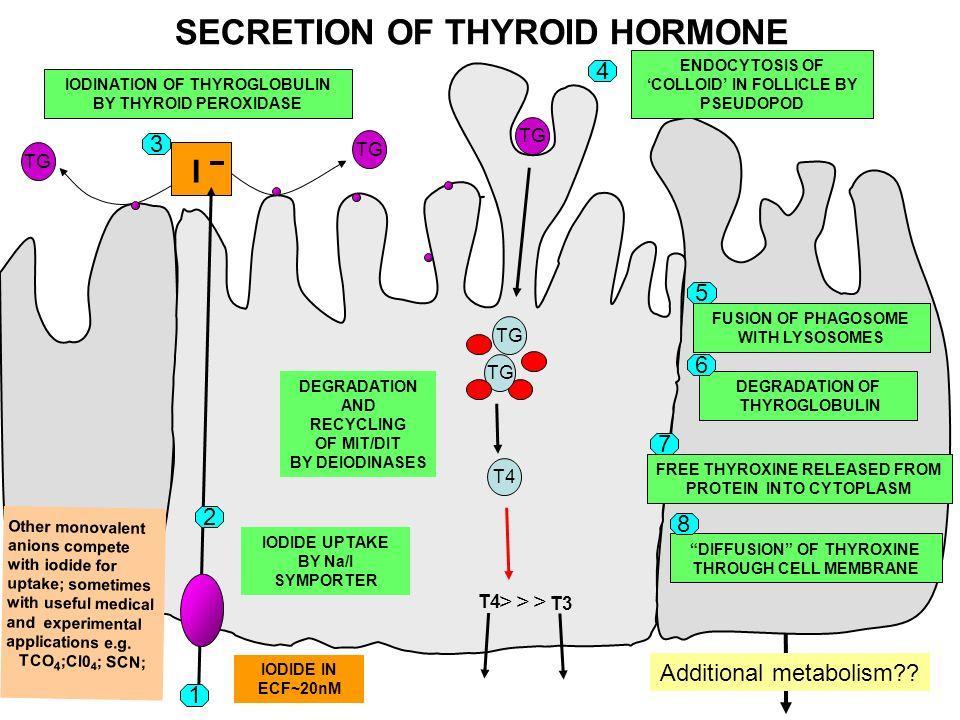 Riassorbimento e proteolisi della tireoglobulina La colloide viene endocitata dal lume follicolare. Le goccioline di colloide si fondono con i lisosomi.