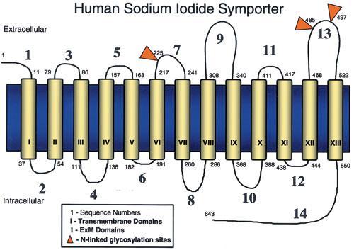 Il rapporto di concentrazione di ioduro nella tiroide e nel plasma e generalmente