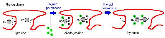 Formazione di T4 e T3 L ultima tappa della sintesi e l accoppiamento di due residui di diiodiotirosina per formare tiroxina (T4) o di